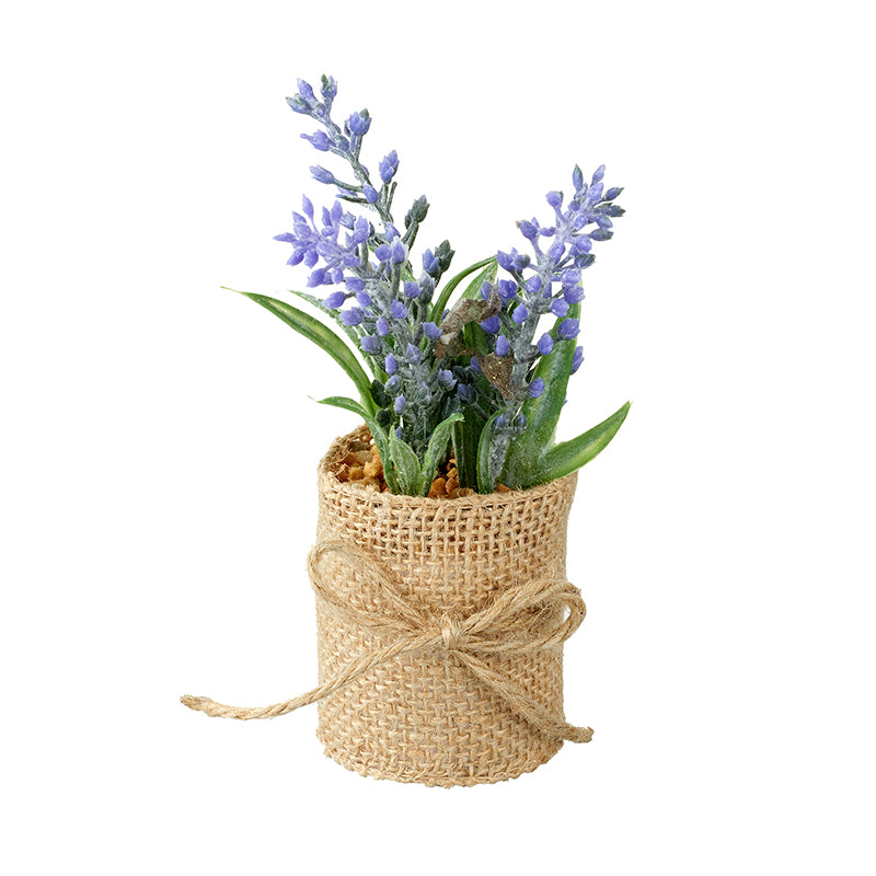 Lavender In Pot