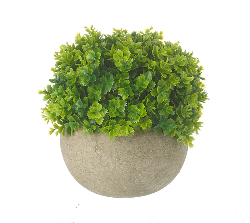 Small Green Plant In Pot