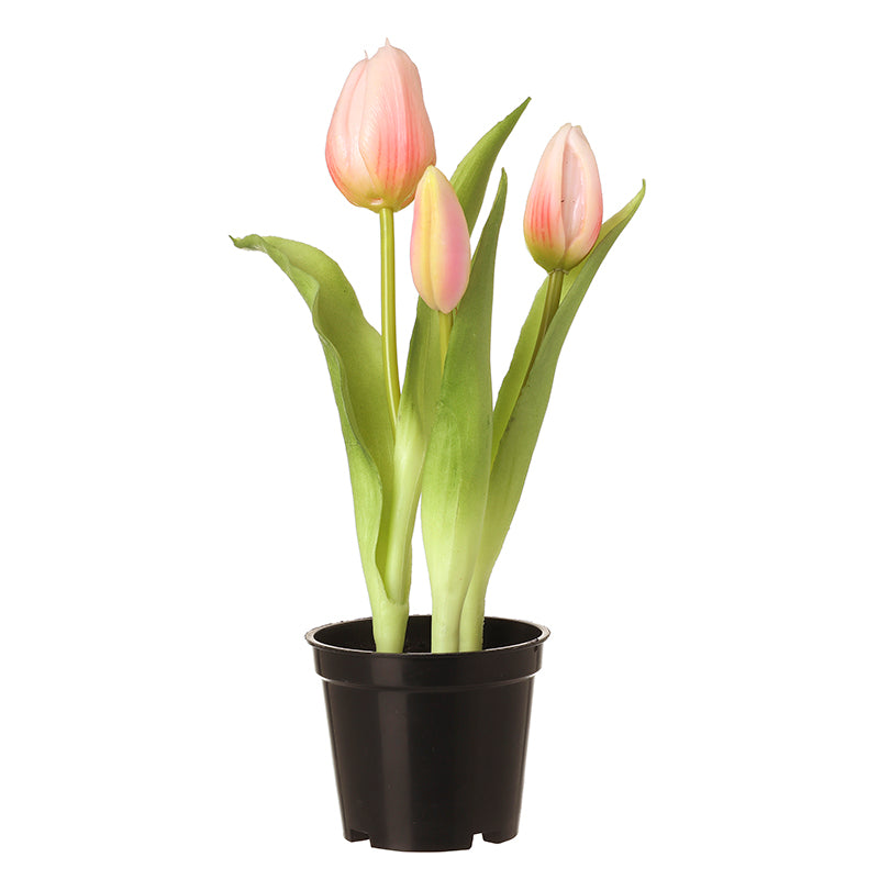 Pink Tulips