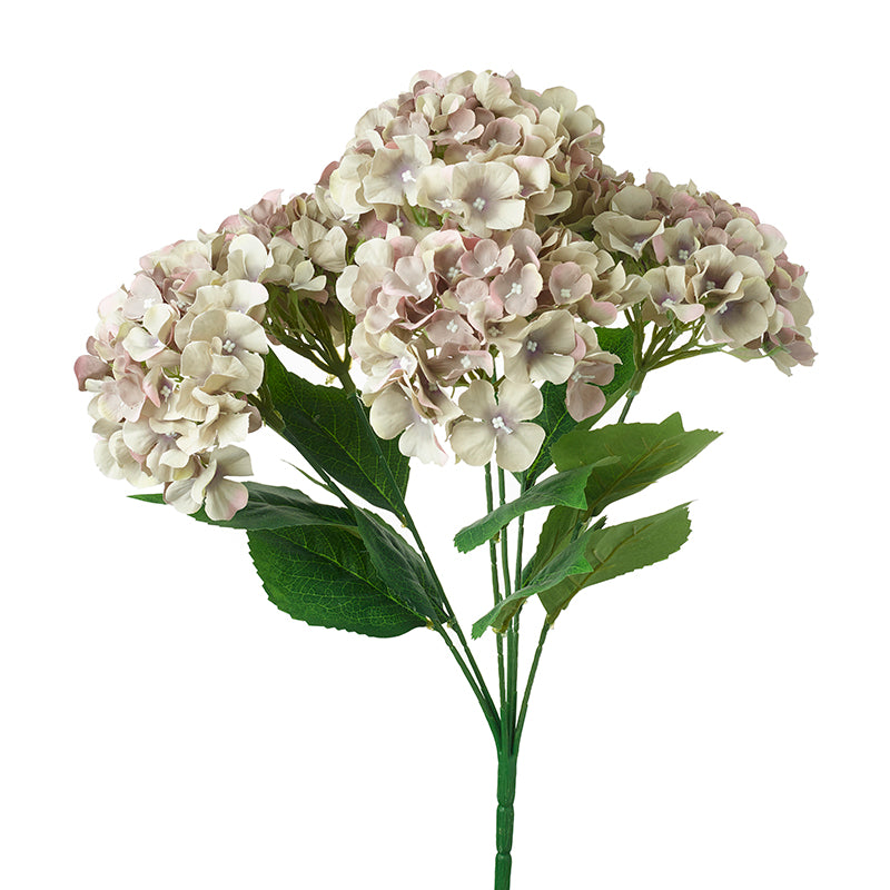 Hydrangea Wtih Soft Faded Purple Petals